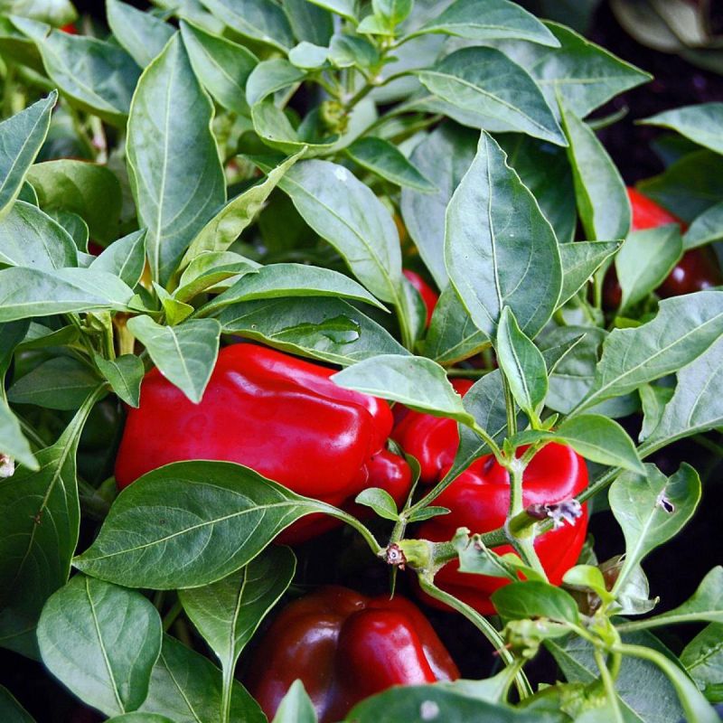 Выбор болгарского перца для кулинарии: как достичь идеального урожая