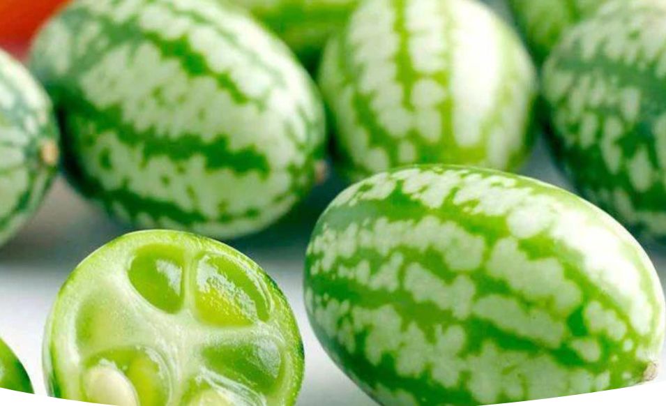 Мелотрия: изумительная лиана для вашего сада и блюд