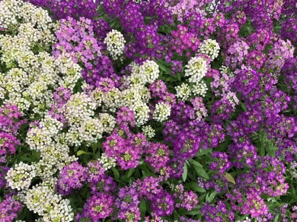 Сеем многолетники под зимним небом