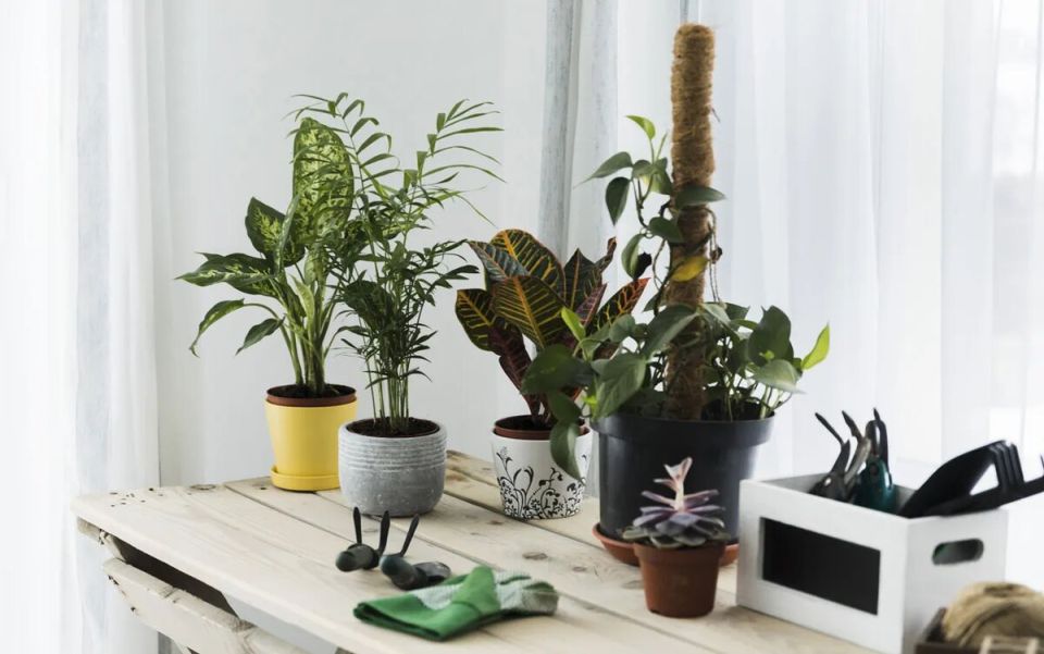 Как технологии помогают заботиться о домашних растениях: лучшие приложения для цветоводов