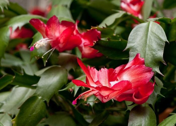 Как добиться великолепного цветения декабриста: секреты успешного ухода