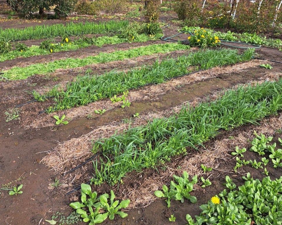 Как организовать дачный участок без костров и конфликта с соседями