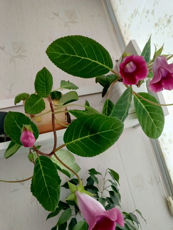 Как неожиданная боль в ноге превращает летние радости в муки