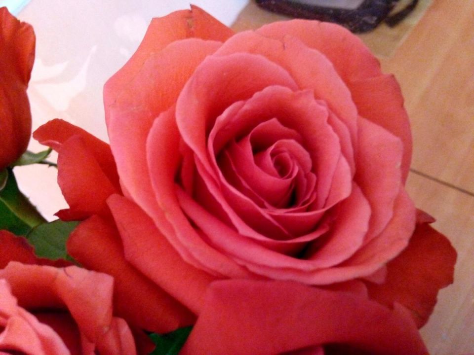 Как вдохнуть новую жизнь в розы: секреты ухода после цветения