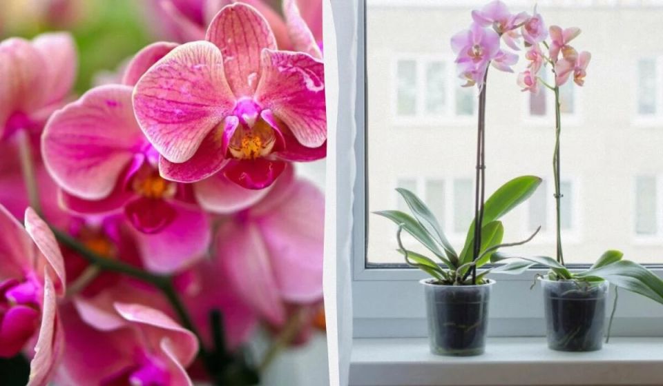 Как сделать орхидеи счастливыми: простой секрет подкормки
