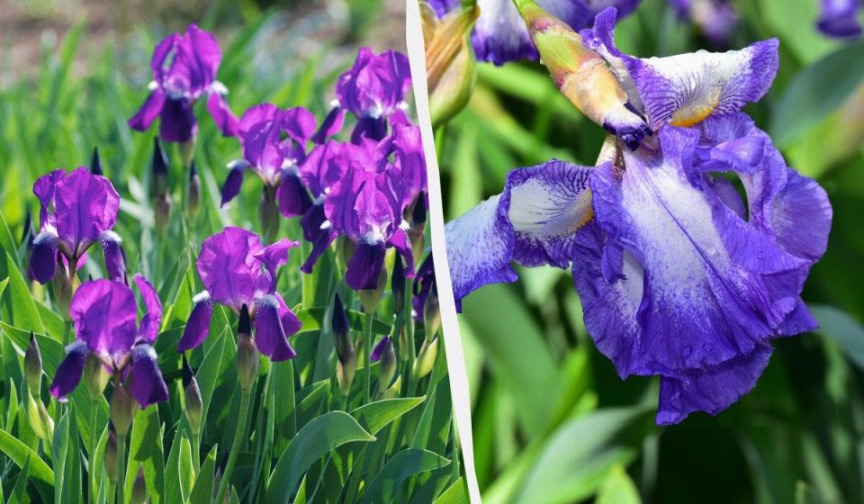 Как защитить ирисы от опасного вредителя: советы опытных садоводов