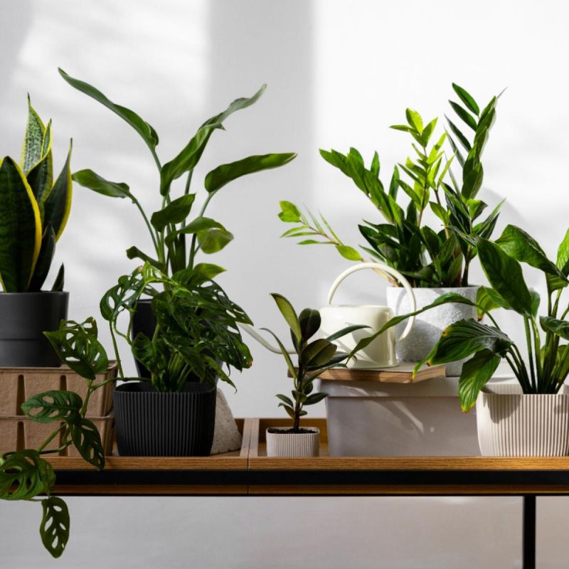 Забота о комнатных растениях зимой: советы для успешной зимовки