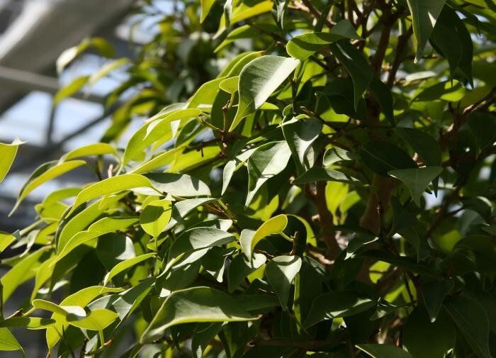 Оптимальное размещение фикуса Бенджамина