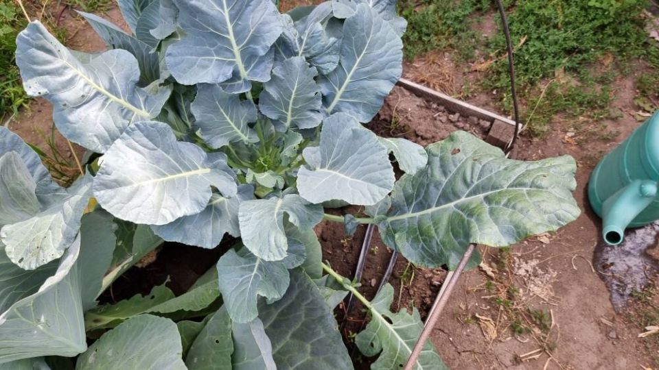 ������ ������� �� ������ �������: �������� ������� ������