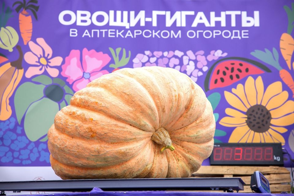 Огромные тыквы завоевывают популярность в России: рекорды урожая в 'Аптекарском огороде'