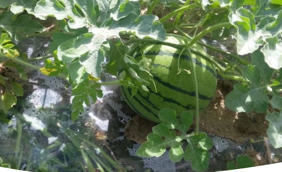 Секреты успешного сбора и хранения семян арбуза