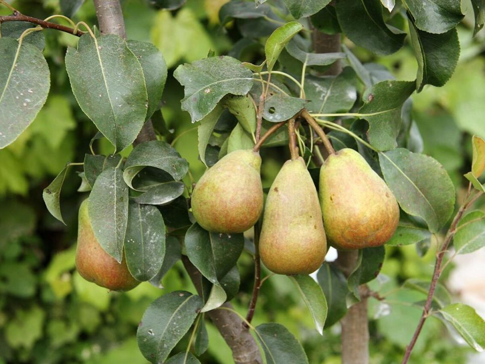 ��� ��������� �������� ����: ������� ����������� ��������