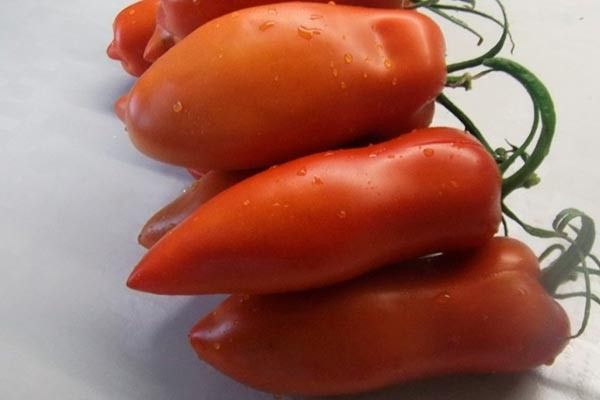 Томаты Перцевидные: необычные плоды – высокие урожаи