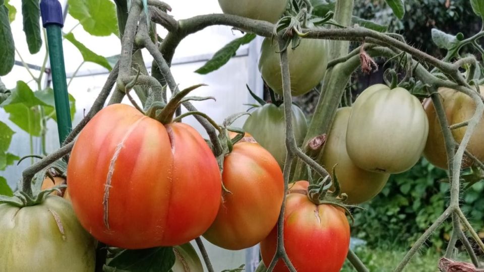 Фермерский секрет, который увеличил урожай помидоров в три раза