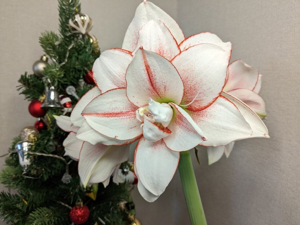 Гиппеаструм: как зимние цветы превращают дом в оазис