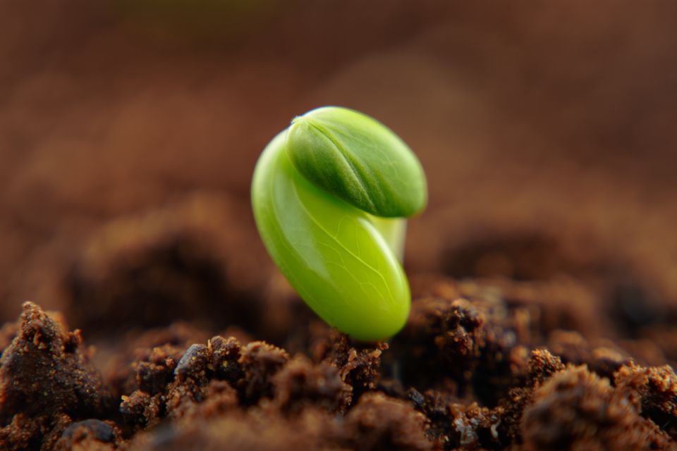 ����������� �� �����: ������� ���� � �������� �������