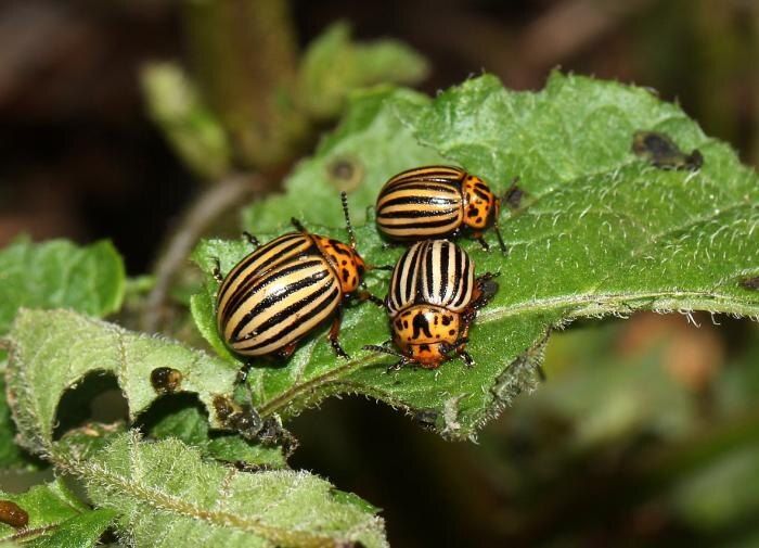 Эффективные способы борьбы с колорадскими жуками без химикатов