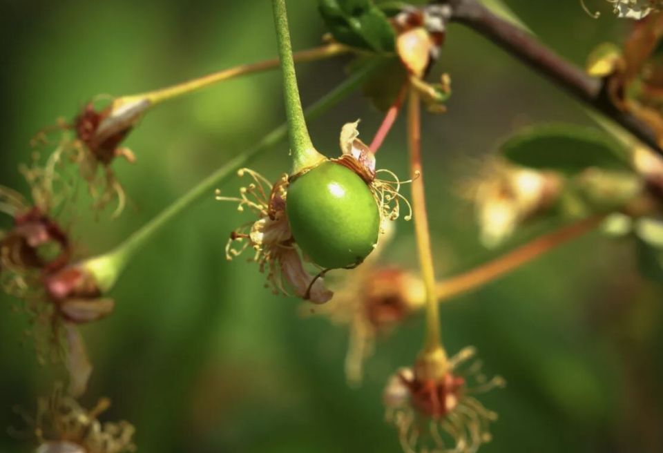 Почему вишня теряет завязи: 6 скрытых причин и как спасти будущий урожай