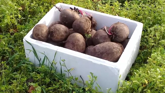 Сохраните свеклу до весны: советы, которые работают