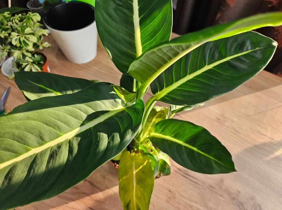 Как сохранить новое комнатное растение: советы по уходу