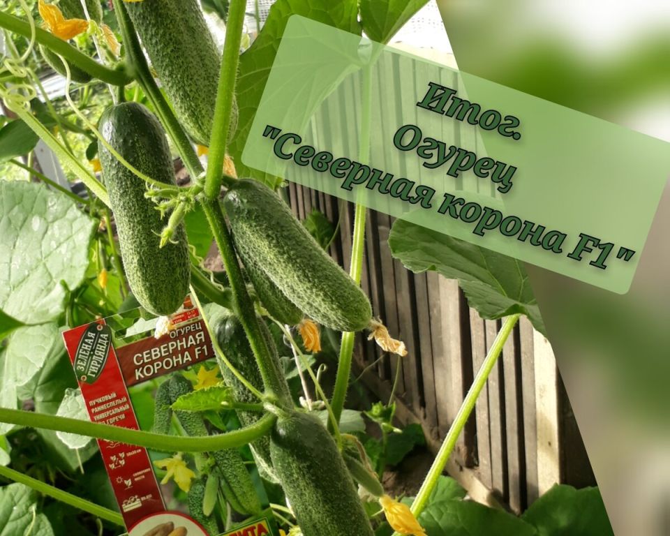 ������� ��������� ������: ��� ������ '�������� ������' F1 �������� �������