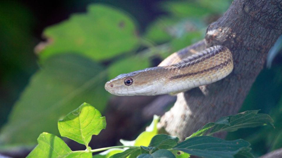 �� �����, ���� �������� ����: ������ ���� �� ������� ��� � ����, ������ �������� ���