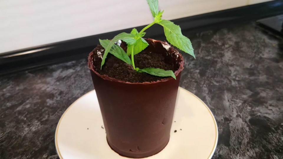 ������ ��� � ��������� � ��������� ������: ����� ����� � ��������