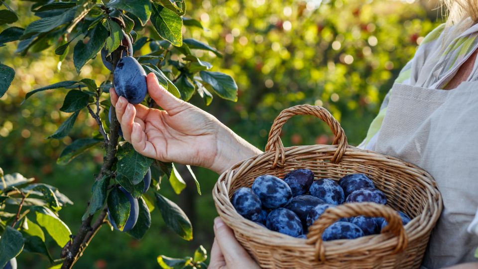 ������ ����� ����� ������ �����������: � ����� ��� ������ ��������� ��� ���