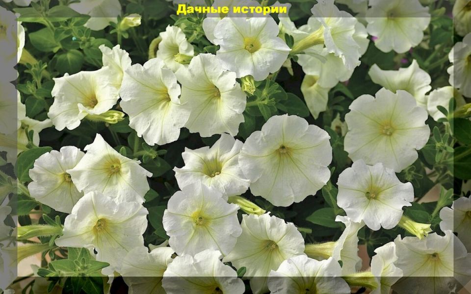 ��� ��������� ��������� �������: ������� ��������� ������ � �����