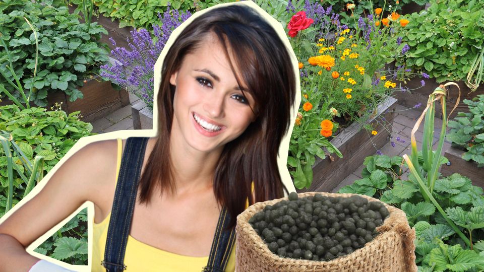 ������ ����� ���� ������: ��� ��� ��������� ������� � ������ �� ������ ���������