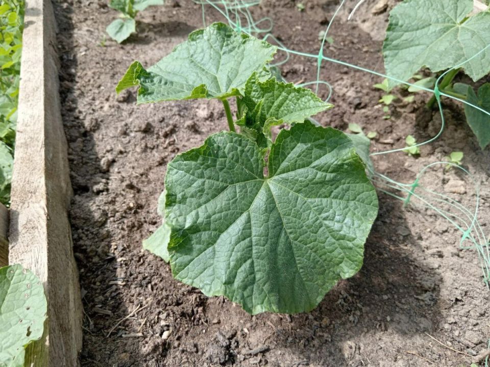 ��� ���������� ��������� ���� �������: ����������� ��������� � ������� ������