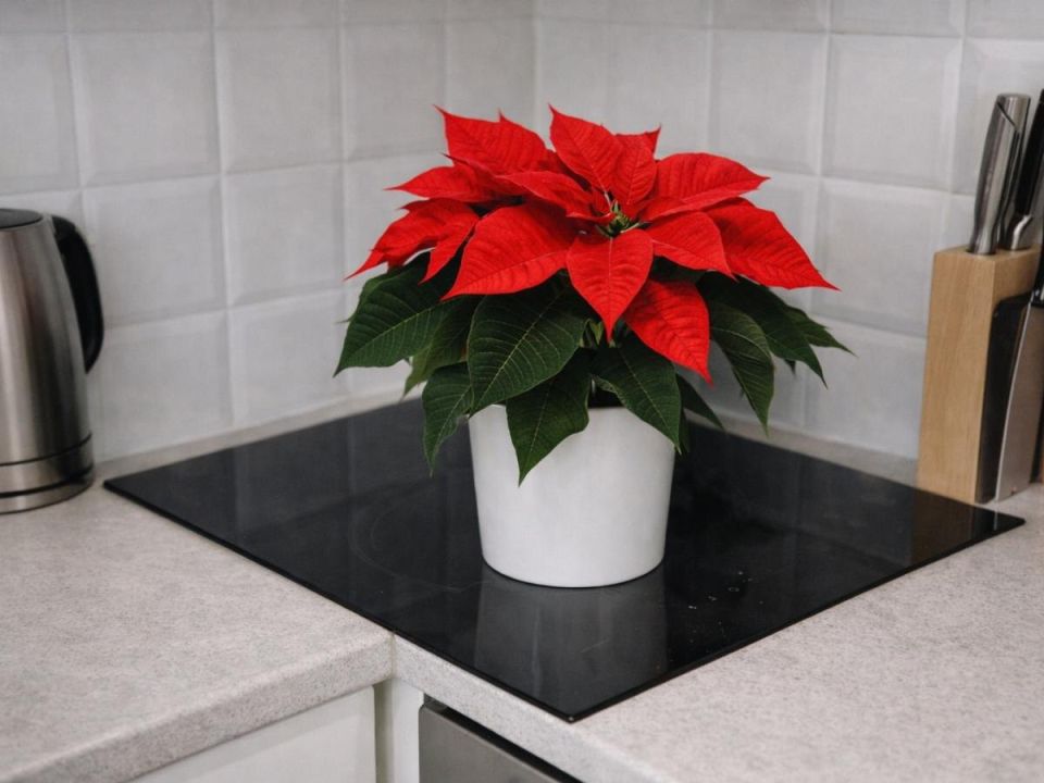 ������ ���������� � ������ � ��� �� ������ ����� ��� ������ ����?