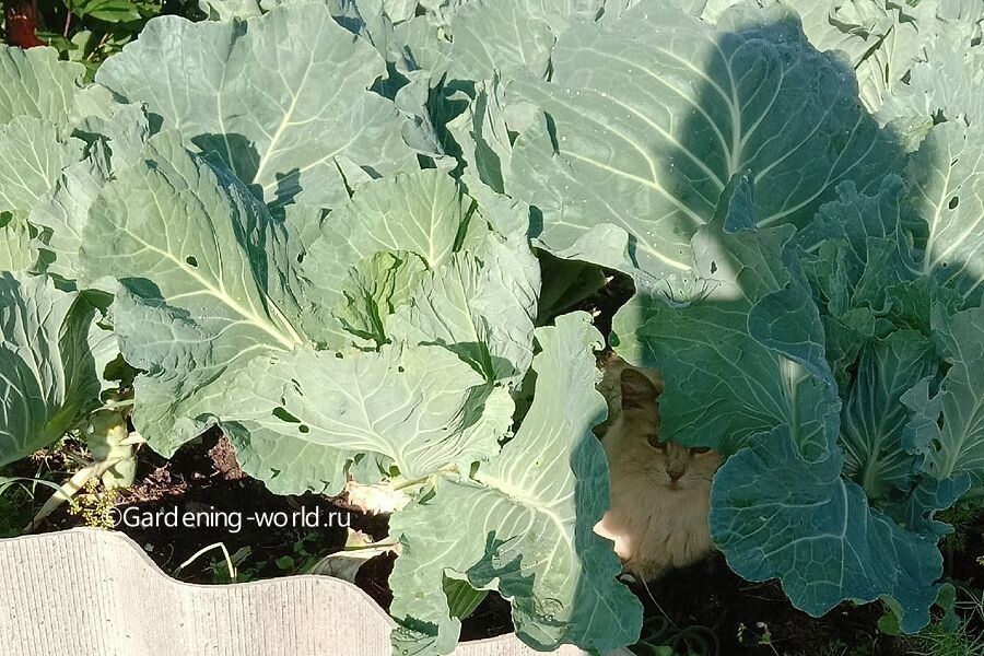 ������ ������� �� ������������ � �����: �������� ������� � ������ �� �����