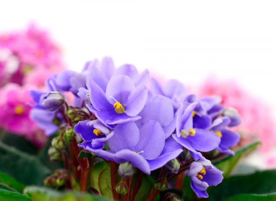 ������� ����� �� ������������ ��������: ��� ��� ����� ������ �����