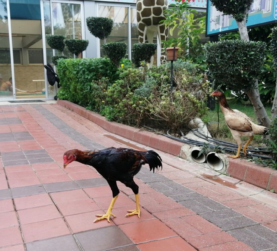 ������: ���������� ������ ����� Beach Club Doganay