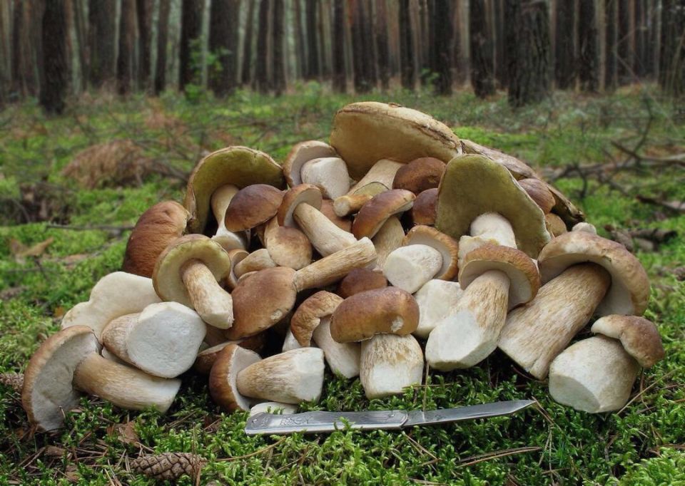 ����� � ���������: ������� ���� � ������� ����� � ��� ������� �� ����� ������