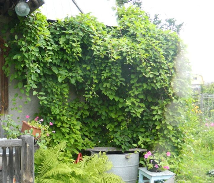 Лимонник как красивый и полезный элемент сада: практическое руководство по выращиванию