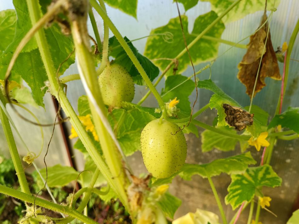 ��������� ������������ ������� � ������� ����� ���������� ����