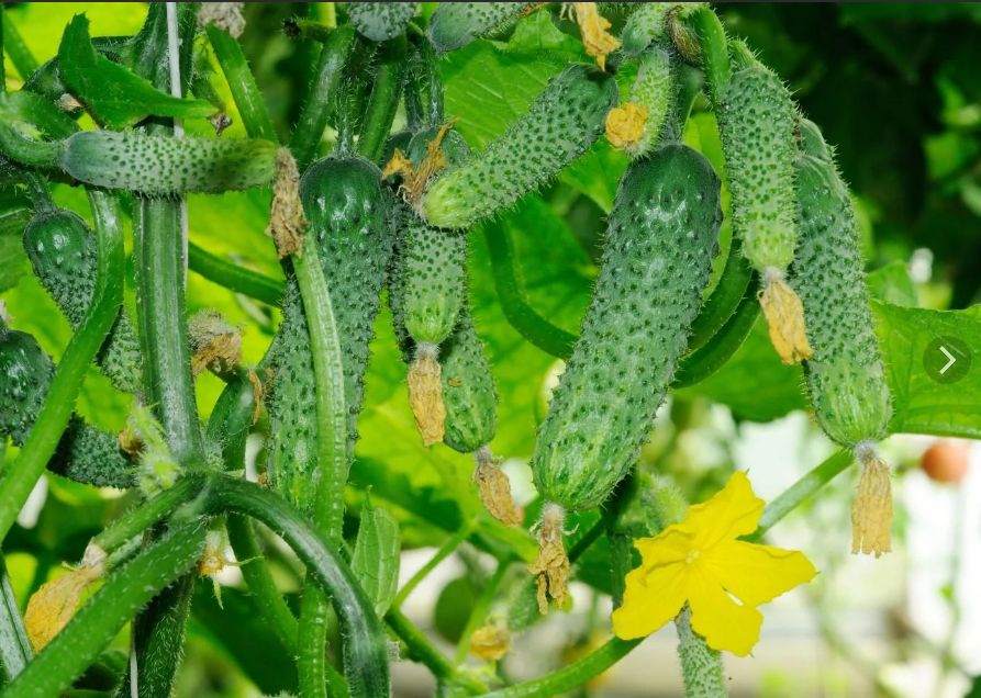 Сытная грядка для огурцов: осень — время подготовки и залог богатого урожая