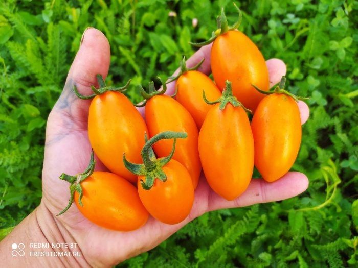 Томат Каротинка: яркий вкус и универсальность оранжевых плодов