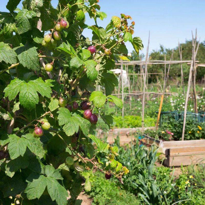 Золотая середина ухода за крыжовником для максимального урожая