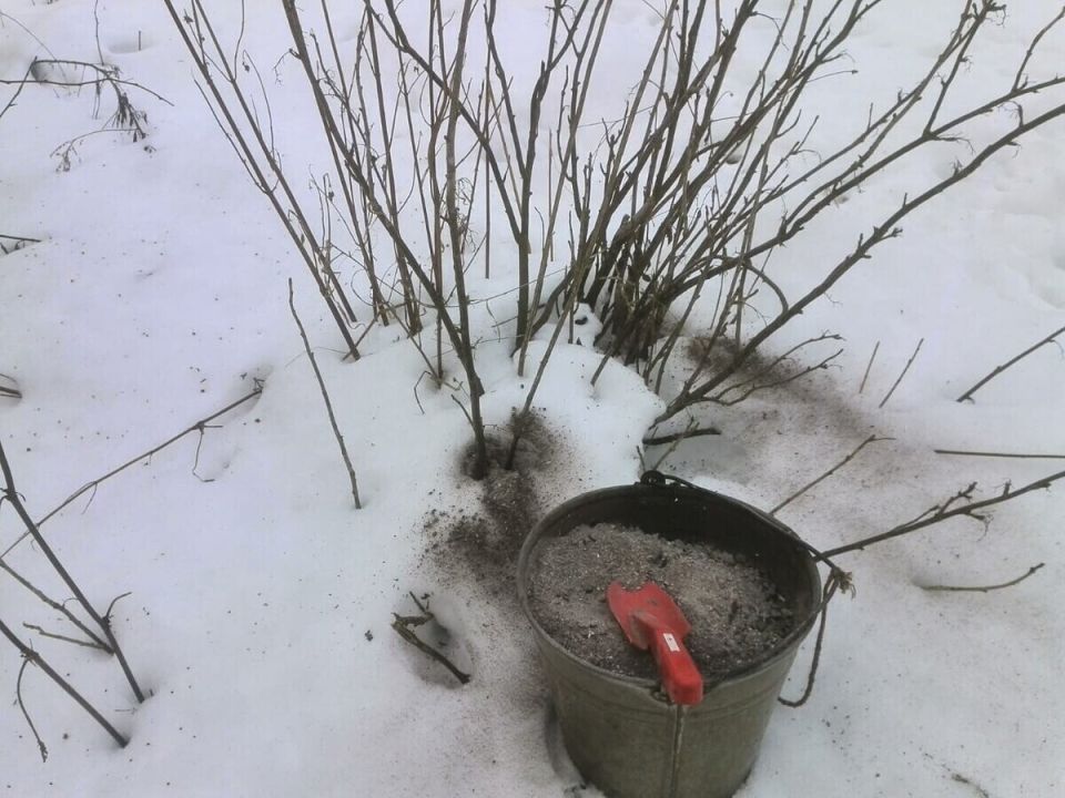 Зола на снегу и в саду: как правильно использовать удобрение и против гололёда
