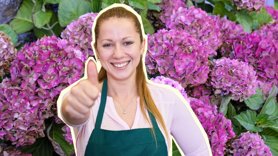 Листья гортензии пожелтели не просто так: эксперт объяснила, как бороться с недугом