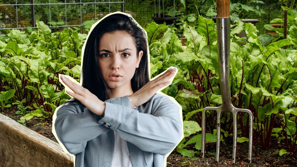 Сделайте так, и об урожае свеклы можно забыть: вот чем грешат 98% дачников