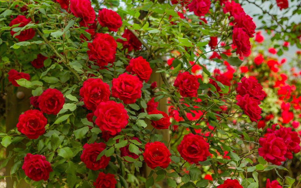 ������ ������� ������ � ������ ������ �������� ���� ��� �������