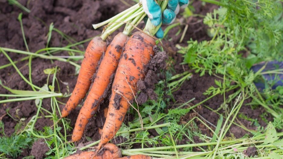 Как исправить ошибки дачников в октябре и собрать отличный урожай