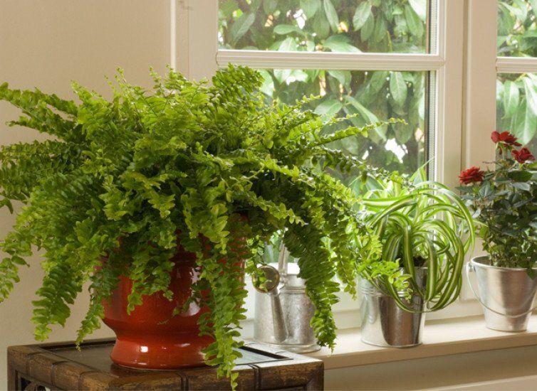 Как вернуть папоротник к жизни после зимы: секреты восстановления