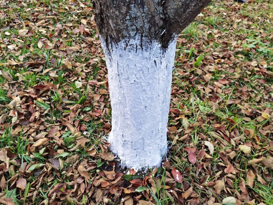 Осенняя побелка деревьев: полезные советы для дачников