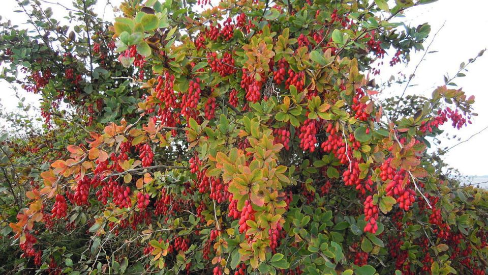 ��� ��������� ��������: ������� ������ �� �����