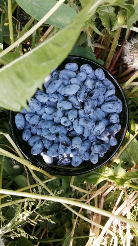 ���� �� ���������� ����� ����� ������: ��� ����������� �������� � �������� ��������